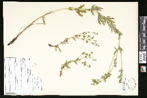  (Potentilla inclinata - CCDB-23957-D11)  @11 [ ] CreativeCommons - Attribution (2015) Department of Agriculture Agriculture and Agri-Food Canada National Collection of Vascular Plants (DAO
