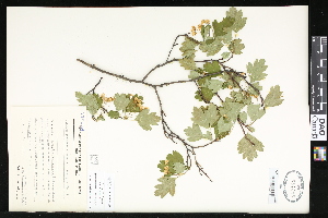  (Crataegus curvisepala - CCDB-23957-E07)  @11 [ ] CreativeCommons - Attribution (2015) Department of Agriculture Agriculture and Agri-Food Canada National Collection of Vascular Plants (DAO