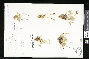  ( - CCDB-23957-F02)  @11 [ ] CreativeCommons - Attribution (2015) Department of Agriculture Agriculture and Agri-Food Canada National Collection of Vascular Plants (DAO
