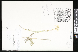  ( - CCDB-23957-F06)  @11 [ ] CreativeCommons - Attribution (2015) Department of Agriculture Agriculture and Agri-Food Canada National Collection of Vascular Plants (DAO