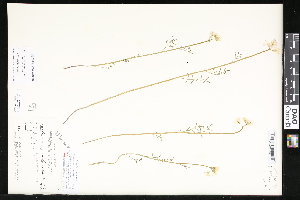  ( - CCDB-23957-G06)  @11 [ ] CreativeCommons - Attribution (2015) Department of Agriculture Agriculture and Agri-Food Canada National Collection of Vascular Plants (DAO