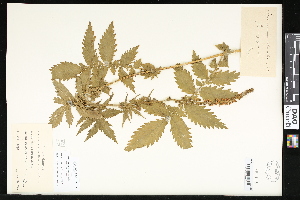  ( - CCDB-23957-G10)  @11 [ ] CreativeCommons - Attribution (2015) Department of Agriculture Agriculture and Agri-Food Canada National Collection of Vascular Plants (DAO
