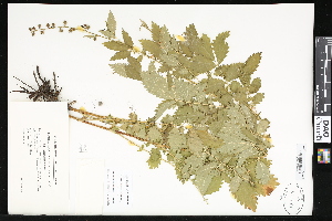  ( - CCDB-23957-H10)  @11 [ ] CreativeCommons - Attribution (2015) Department of Agriculture Agriculture and Agri-Food Canada National Collection of Vascular Plants (DAO