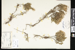  ( - CCDB-24799-C05)  @11 [ ] CreativeCommons - Attribution (2015) Department of Agriculture Agriculture and Agri-Food Canada National Collection of Vascular Plants (DAO