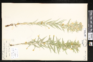  ( - CCDB-24799-C07)  @11 [ ] CreativeCommons - Attribution (2015) Department of Agriculture Agriculture and Agri-Food Canada National Collection of Vascular Plants (DAO