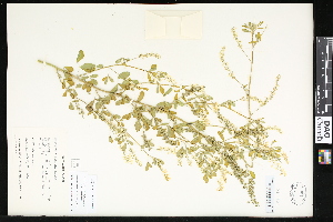  (Melilotus elegans - CCDB-24799-D02)  @11 [ ] CreativeCommons - Attribution (2015) Department of Agriculture Agriculture and Agri-Food Canada National Collection of Vascular Plants (DAO