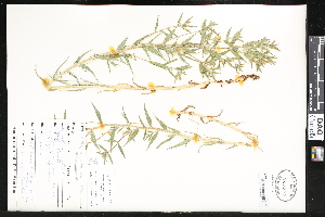  ( - CCDB-24799-D07)  @11 [ ] CreativeCommons - Attribution (2015) Department of Agriculture Agriculture and Agri-Food Canada National Collection of Vascular Plants (DAO