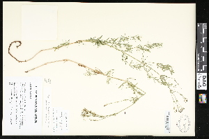  ( - CCDB-24799-D12)  @11 [ ] CreativeCommons - Attribution (2015) Department of Agriculture Agriculture and Agri-Food Canada National Collection of Vascular Plants (DAO