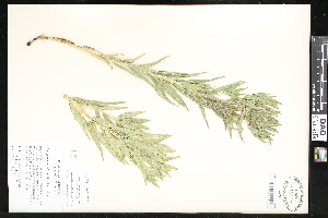 ( - CCDB-24799-E07)  @11 [ ] CreativeCommons - Attribution (2015) Department of Agriculture Agriculture and Agri-Food Canada National Collection of Vascular Plants (DAO