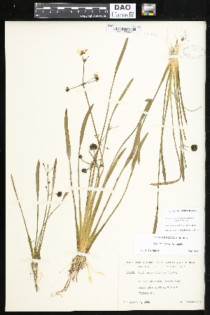  ( - CCDB-24820-A03)  @11 [ ] CreativeCommons - Attribution (2015) Department of Agriculture Agriculture and Agri-Food Canada National Collection of Vascular Plants (DAO