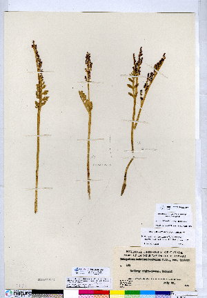  (Botrychium acuminatum - CCDB-24820-A07)  @11 [ ] CreativeCommons - Attribution (2015) Canadian Museum of Nature Canadian Museum of Nature