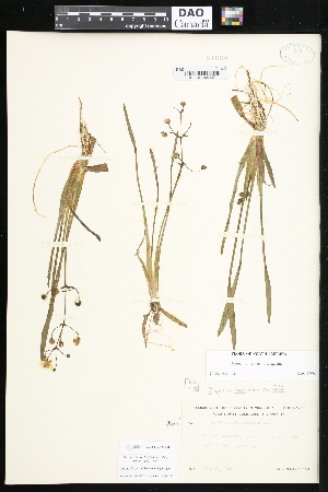  ( - CCDB-24820-B03)  @11 [ ] CreativeCommons - Attribution (2015) Department of Agriculture Agriculture and Agri-Food Canada National Collection of Vascular Plants (DAO