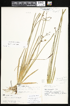  ( - CCDB-24820-C03)  @11 [ ] CreativeCommons - Attribution (2015) Department of Agriculture Agriculture and Agri-Food Canada National Collection of Vascular Plants (DAO