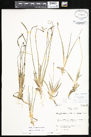  (Sagittaria cristata - CCDB-24820-D03)  @11 [ ] CreativeCommons - Attribution (2015) Department of Agriculture Agriculture and Agri-Food Canada National Collection of Vascular Plants (DAO