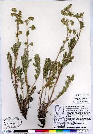  (Potentilla finitima - CCDB-24820-D12)  @11 [ ] CreativeCommons - Attribution (2015) Canadian Museum of Nature Canadian Museum of Nature