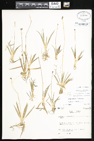  ( - CCDB-24820-E03)  @11 [ ] CreativeCommons - Attribution (2015) Department of Agriculture Agriculture and Agri-Food Canada National Collection of Vascular Plants (DAO