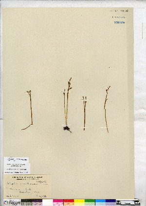  (Botrychium tenebrosum - CCDB-24820-E08)  @11 [ ] CreativeCommons - Attribution (2015) Canadian Museum of Nature Canadian Museum of Nature