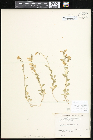  (Campanula cochleariifolia - CCDB-24820-G07)  @11 [ ] CreativeCommons - Attribution (2015) Department of Agriculture Agriculture and Agri-Food Canada National Collection of Vascular Plants (DAO