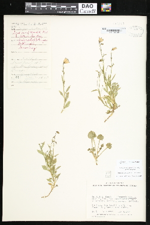  (Campanula pusilla - CCDB-24820-H07)  @11 [ ] CreativeCommons - Attribution (2015) Department of Agriculture Agriculture and Agri-Food Canada National Collection of Vascular Plants (DAO