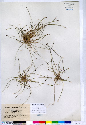  (Eleocharis diandra var. depressa - CCDB-24820-H12)  @11 [ ] CreativeCommons - Attribution (2015) Canadian Museum of Nature Canadian Museum of Nature
