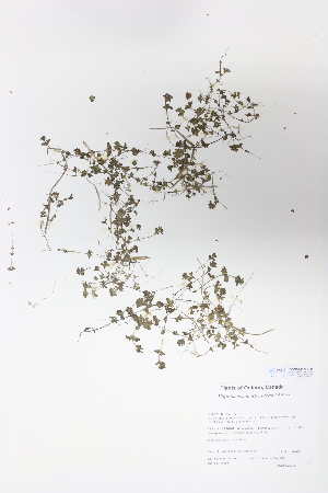  (Euphrasia suborbicularis - CCDB-24924-G01)  @11 [ ] CreativeCommons - Attribution (2015) Michael Oldham Ontario Natural Heritage Information Centre