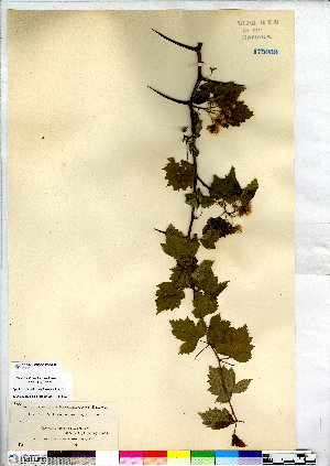  (Crataegus stolonifera - CCDB-28092-A02)  @11 [ ] CreativeCommons - Attribution (2015) Canadian Museum of Nature Canadian Museum of Nature