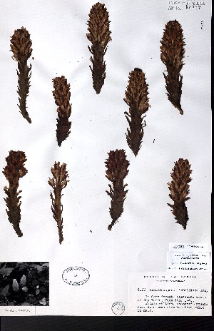  (Pleuricospora fimbriolata - CCDB-28092-A07)  @11 [ ] CreativeCommons - Attribution (2015) University of Alberta Herbarium University of Alberta Herbarium