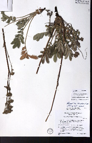  ( - CCDB-28092-B06)  @11 [ ] CreativeCommons - Attribution (2015) University of Alberta Herbarium University of Alberta Herbarium