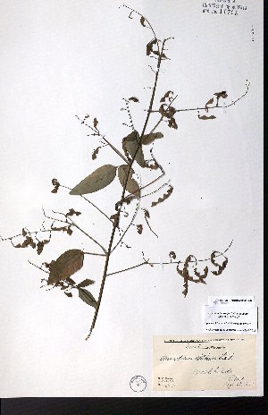  ( - CCDB-28092-B08)  @11 [ ] CreativeCommons - Attribution (2015) University of Alberta Herbarium University of Alberta Herbarium