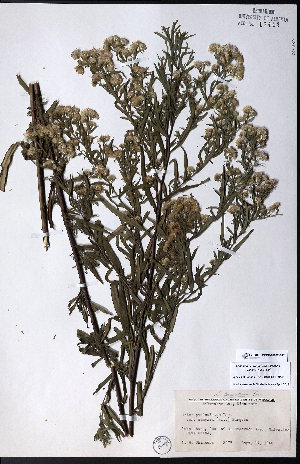  ( - CCDB-28092-B12)  @11 [ ] CreativeCommons - Attribution (2015) University of Alberta Herbarium University of Alberta Herbarium