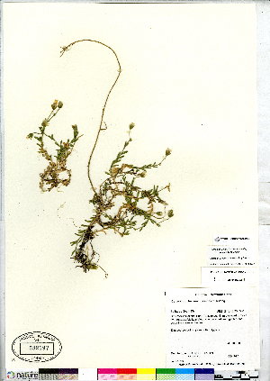  (Cerastium terrae-novae - CCDB-28092-D01)  @11 [ ] CreativeCommons - Attribution (2015) Canadian Museum of Nature Canadian Museum of Nature