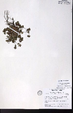  ( - CCDB-28092-D06)  @11 [ ] CreativeCommons - Attribution (2015) University of Alberta Herbarium University of Alberta Herbarium