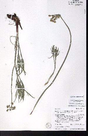  (Lomatium triternatum subsp platycarpum - CCDB-28092-D08)  @11 [ ] CreativeCommons - Attribution (2015) University of Alberta Herbarium University of Alberta Herbarium