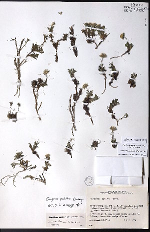  ( - CCDB-28092-D12)  @11 [ ] CreativeCommons - Attribution (2015) University of Alberta Herbarium University of Alberta Herbarium