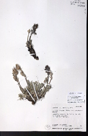  ( - CCDB-28092-E07)  @11 [ ] CreativeCommons - Attribution (2015) University of Alberta Herbarium University of Alberta Herbarium