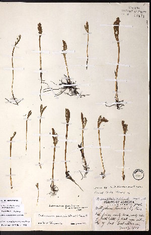  ( - CCDB-28092-E11)  @11 [ ] CreativeCommons - Attribution (2015) University of Alberta Herbarium University of Alberta Herbarium