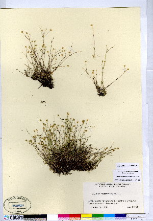  (Sabulina dawsonensis - CCDB-28092-F01)  @11 [ ] CreativeCommons - Attribution (2015) Canadian Museum of Nature Canadian Museum of Nature