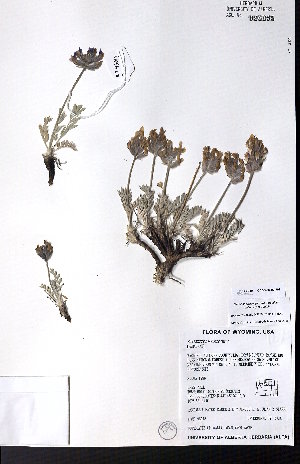 ( - CCDB-28092-F07)  @11 [ ] CreativeCommons - Attribution (2015) University of Alberta Herbarium University of Alberta Herbarium