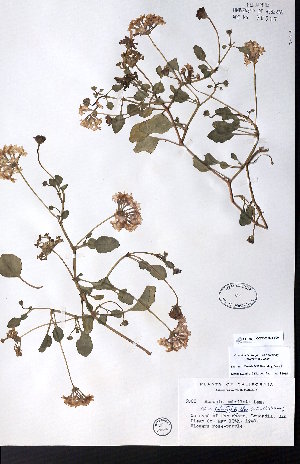  ( - CCDB-28092-F09)  @11 [ ] CreativeCommons - Attribution (2015) University of Alberta Herbarium University of Alberta Herbarium