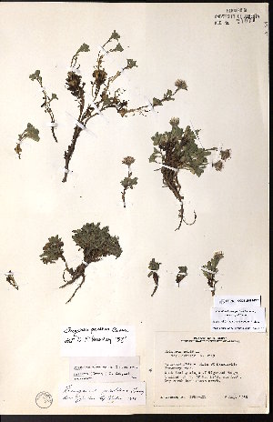  ( - CCDB-28092-F12)  @11 [ ] CreativeCommons - Attribution (2015) University of Alberta Herbarium University of Alberta Herbarium