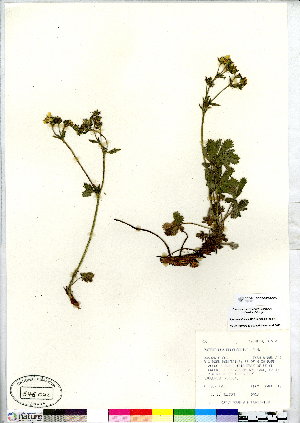  (Potentilla pulcherrima - CCDB-28092-G03)  @11 [ ] CreativeCommons - Attribution (2015) Canadian Museum of Nature Canadian Museum of Nature