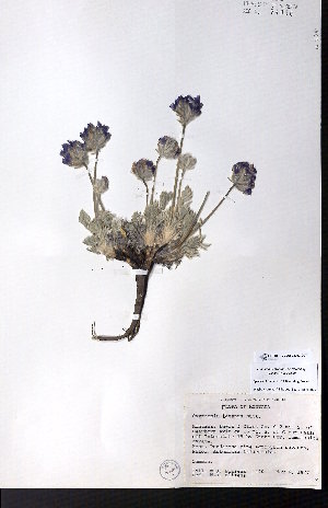  ( - CCDB-28092-G07)  @11 [ ] CreativeCommons - Attribution (2015) University of Alberta Herbarium University of Alberta Herbarium