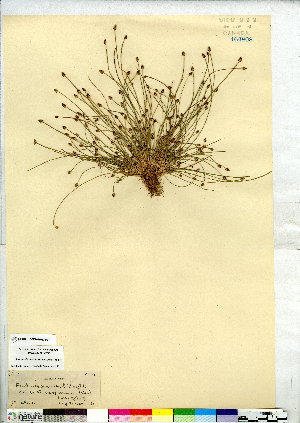  (Eleocharis diandra - CCDB-28092-H01)  @11 [ ] CreativeCommons - Attribution (2015) Canadian Museum of Nature Canadian Museum of Nature