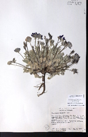  ( - CCDB-28092-H07)  @11 [ ] CreativeCommons - Attribution (2015) University of Alberta Herbarium University of Alberta Herbarium