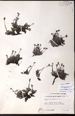  ( - CCDB-28092-H11)  @11 [ ] CreativeCommons - Attribution (2015) University of Alberta Herbarium University of Alberta Herbarium