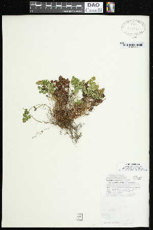  (Cryptogramma sitchensis - CCDB-23395-G06)  @11 [ ] CreativeCommons - Attribution (2015) Agriculture and Agri-Food Canada Agriculture and Agri-Food Canada