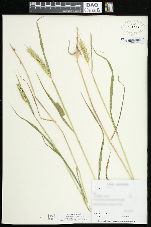  (Elymus virginicus - CCDB-23395-H12)  @11 [ ] CreativeCommons - Attribution (2015) Agriculture and Agri-Food Canada Agriculture and Agri-Food Canada