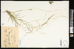  (Agrostis clavata - CCDB-23396-C07)  @11 [ ] CreativeCommons - Attribution (2015) Agriculture and Agri-Food Canada Agriculture and Agri-Food Canada