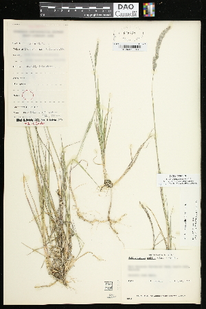  (Muhlenbergia andina - CCDB-23396-F11)  @11 [ ] CreativeCommons - Attribution (2015) Agriculture and Agri-Food Canada Agriculture and Agri-Food Canada