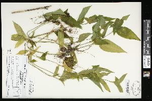 (Commelina communis - CCDB-23967-A06)  @11 [ ] CreativeCommons - Attribution (2015) Agriculture and Agri-Food Canada Agriculture and Agri-Food Canada